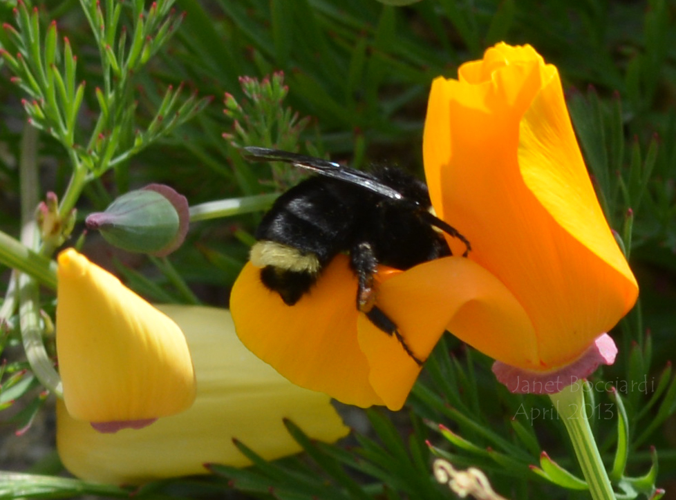 Bumble bee and California Poppy