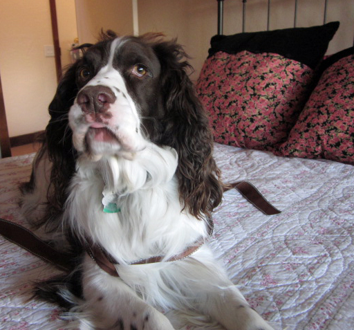English Springer Spaniel being a spaniel on the bed