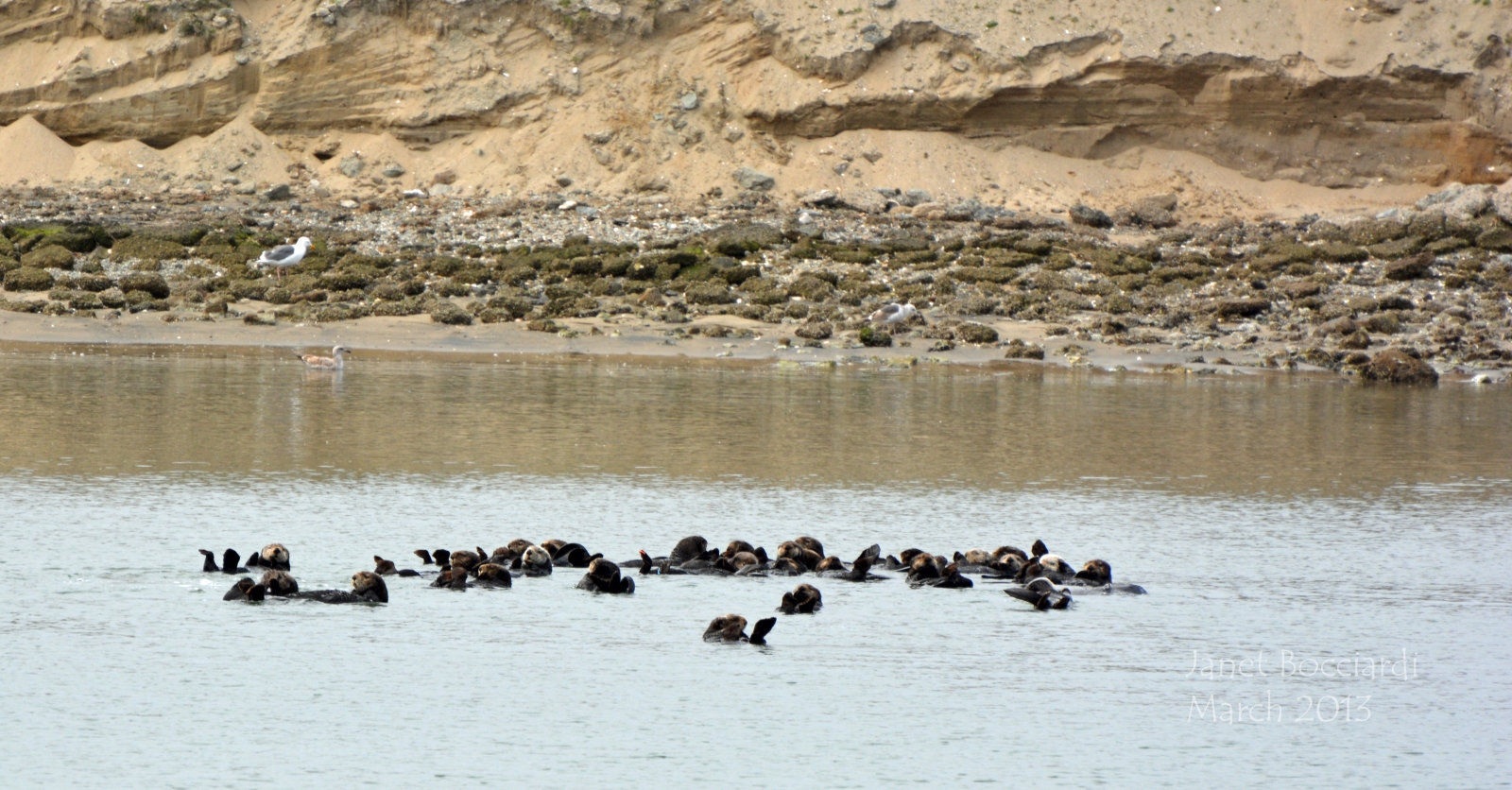 Romp of Otters at Moss Landing.