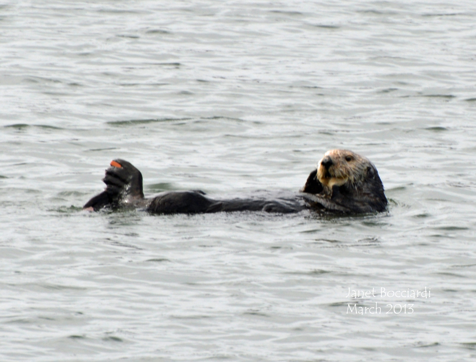 Otter at Moss Landing