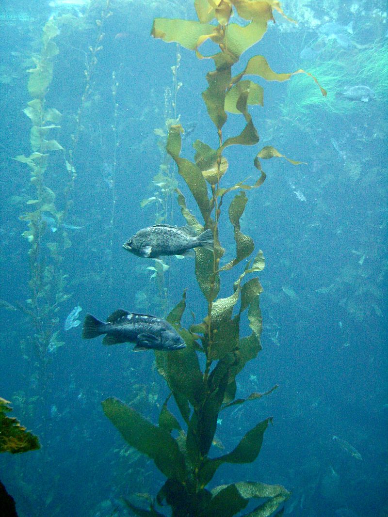 Monterey Bay Kelp Forest