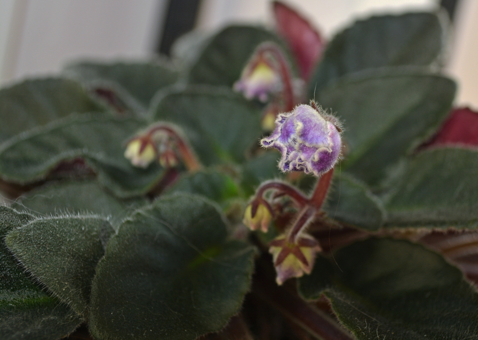 African Violet Bud