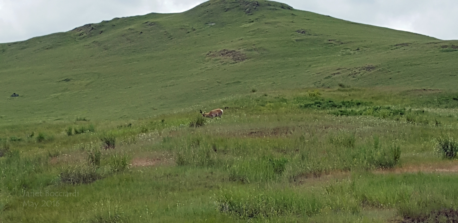 Antelope, National Bison Range
