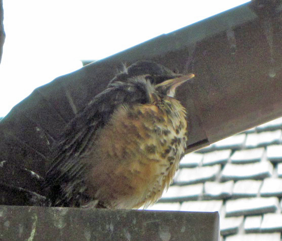 Baby Robin gaining courage