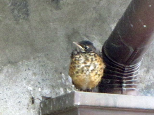 Baby Robin ready to leave nest