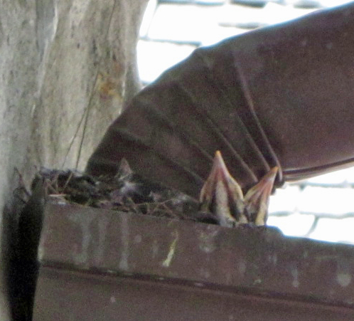 Baby Robins in nest