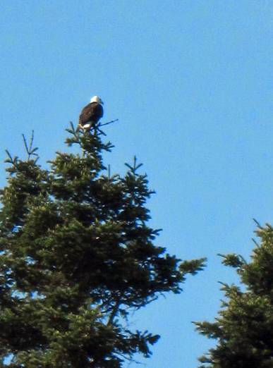 Bald Eagle on top of tree