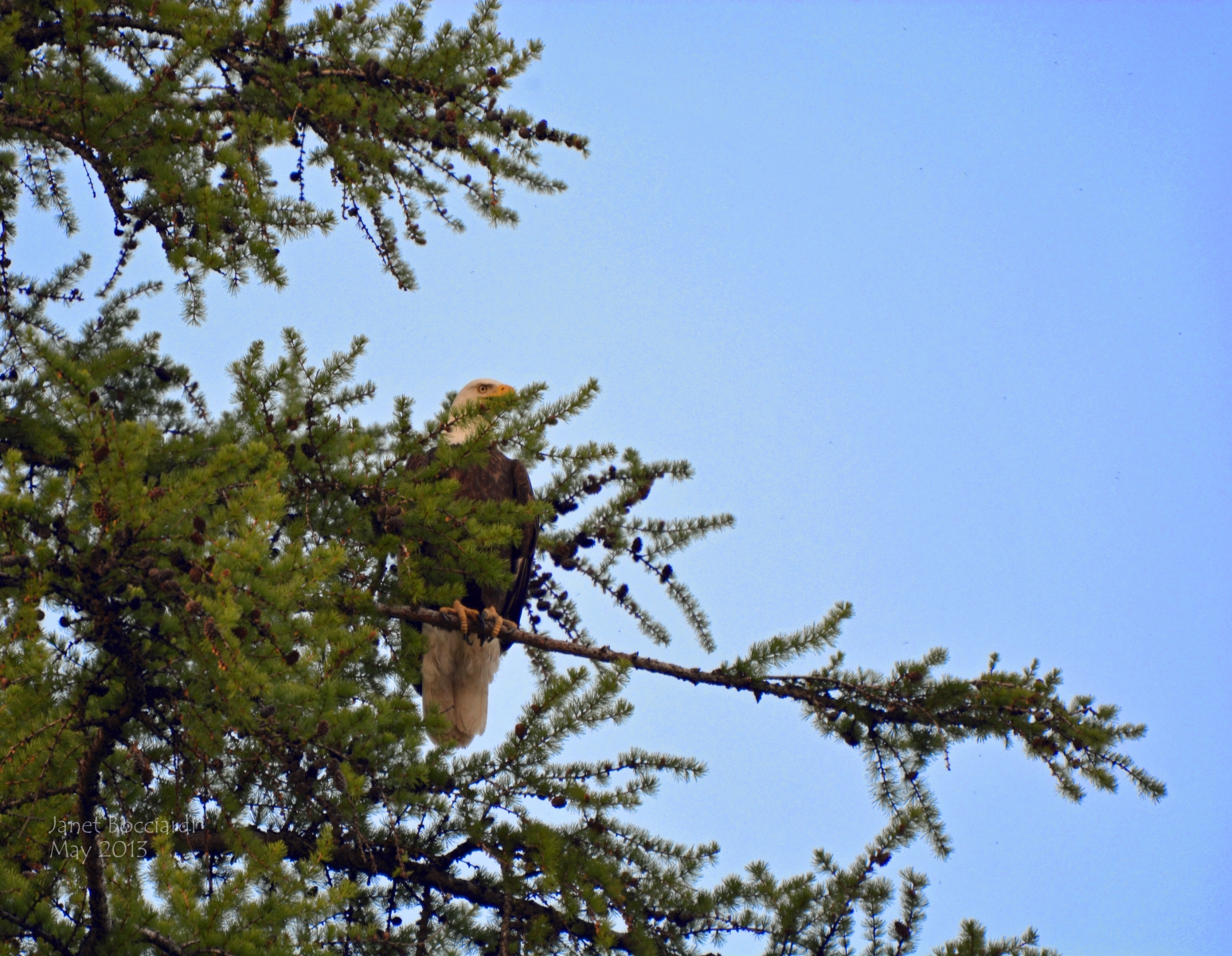 Bald Eagle