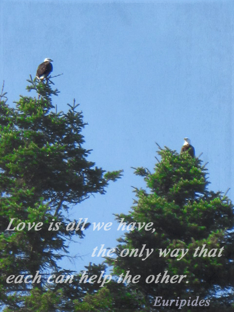 Bald Eagle photo with quote