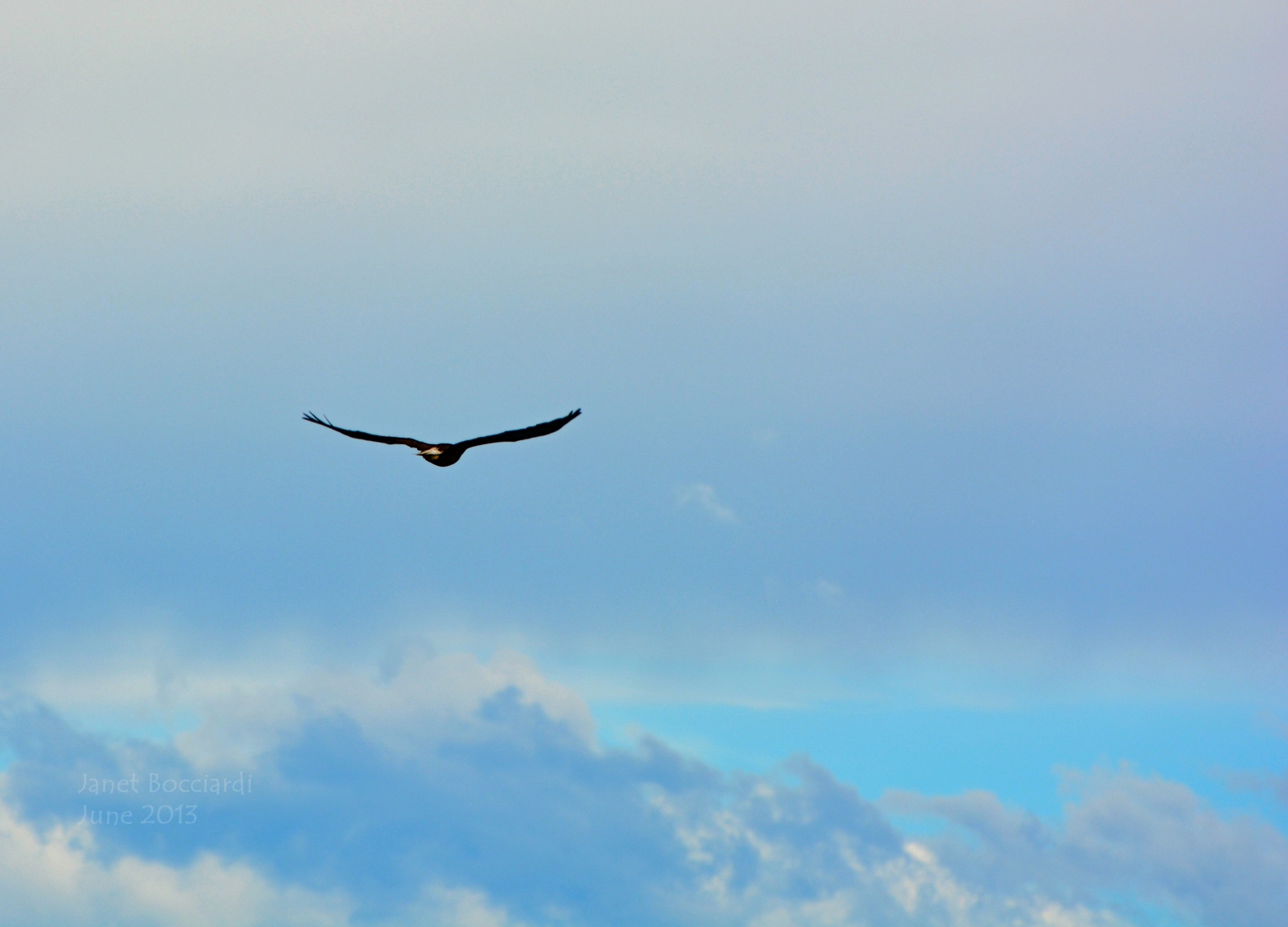 Bald Eagle in flight over lake