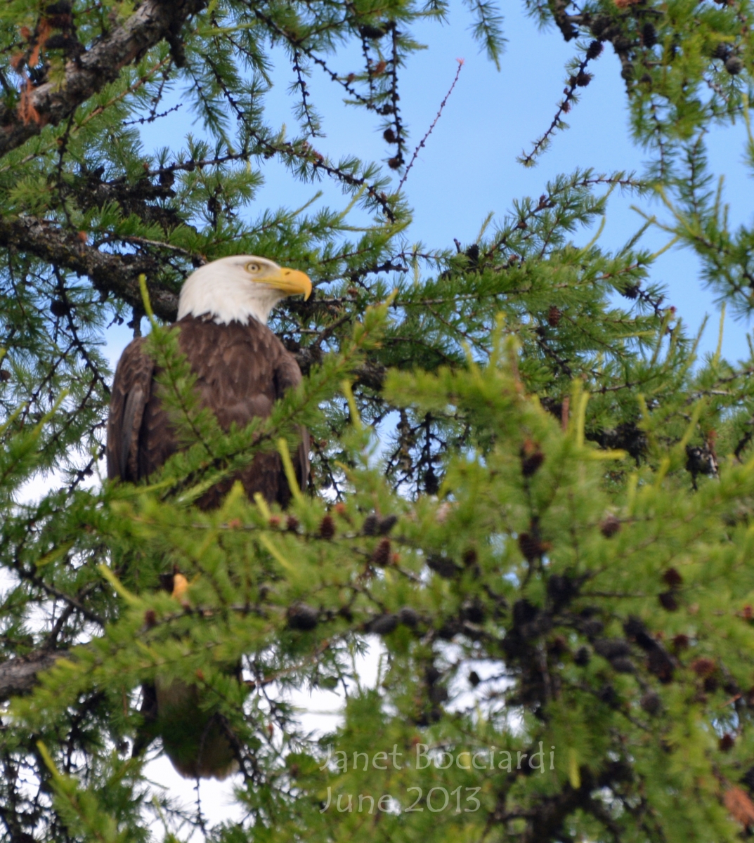 Bald Eagle in tree