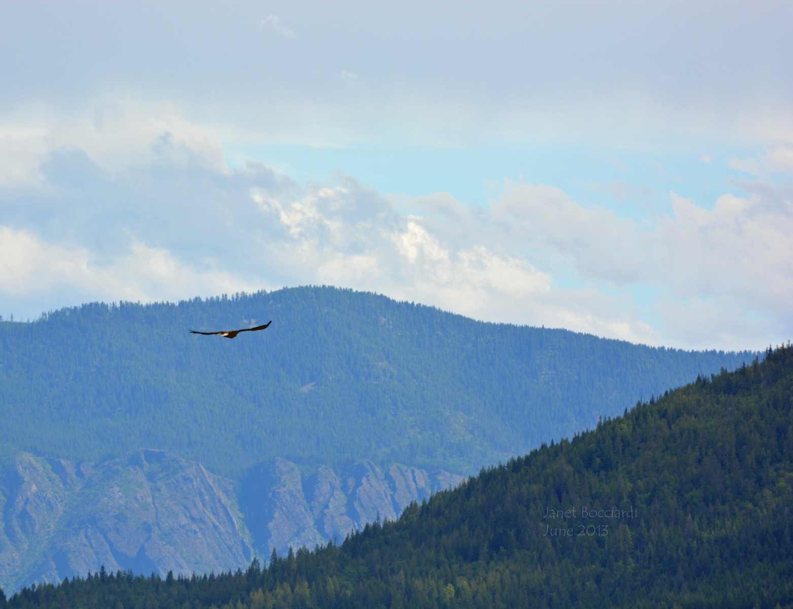 Bald Eagle over Lake Pend Oreille with Monarchs in background