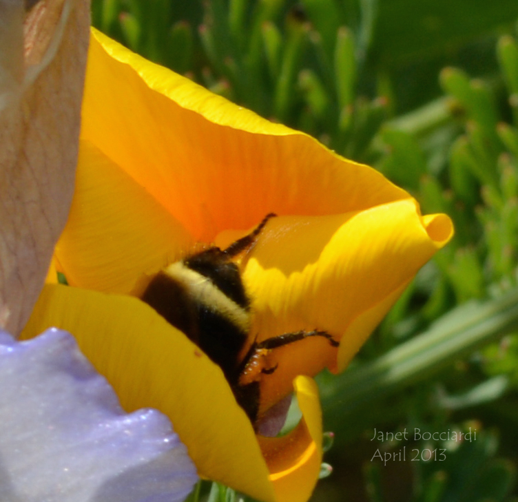 Bee Butt in California Poppy