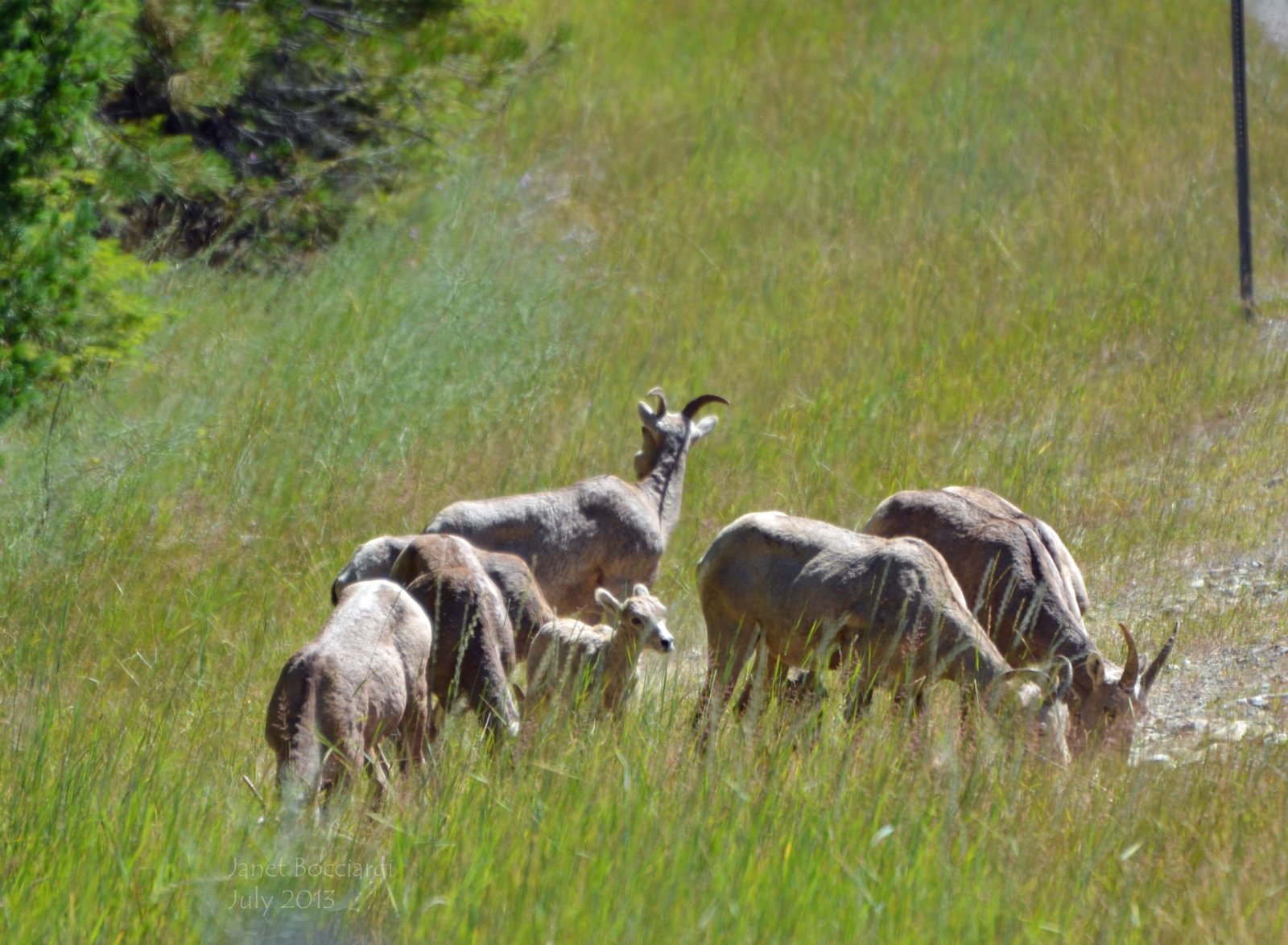 Bighorn Sheep, Montana