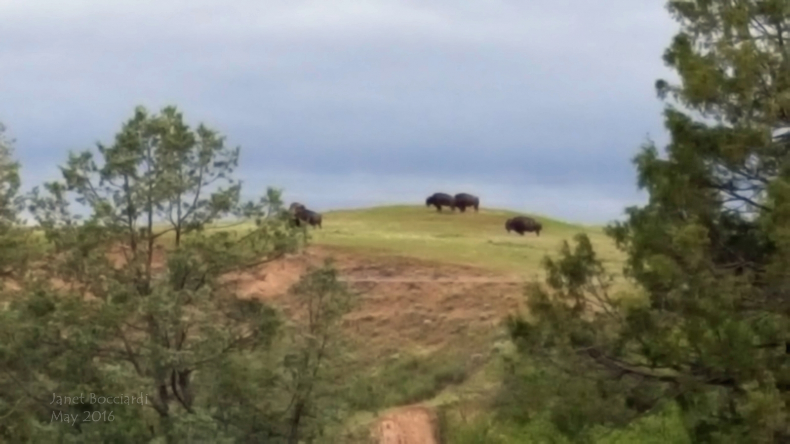 Bison, National Bison Range