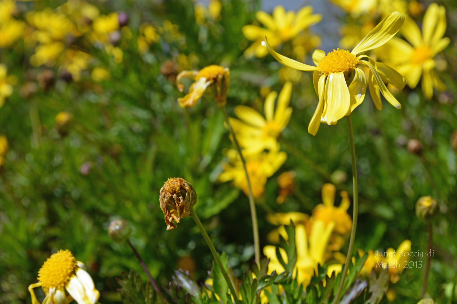 Yellow Daisies