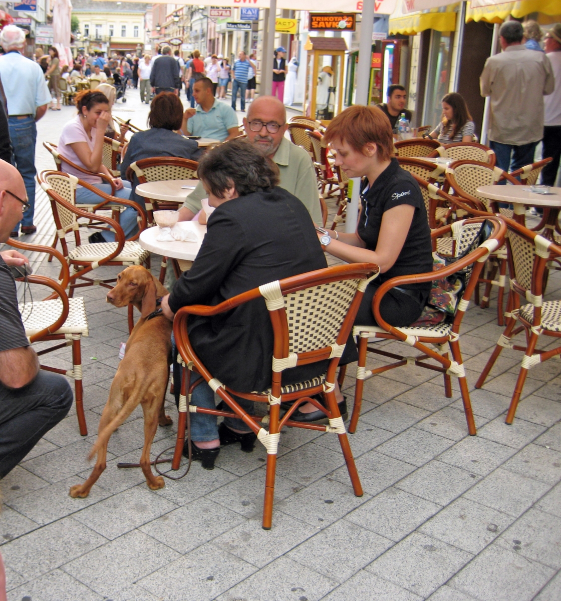 Cafe in Dunavska St, Novi Sad, Serbia