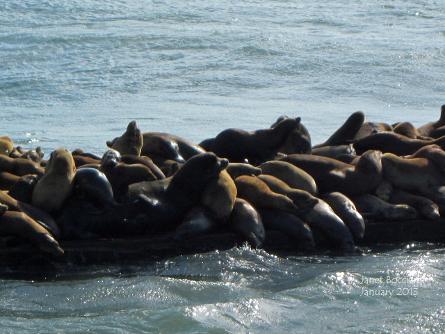 California Sea lions on pier at Moss Landing