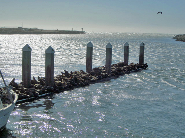 California Sea lions on pier at Moss Landing
