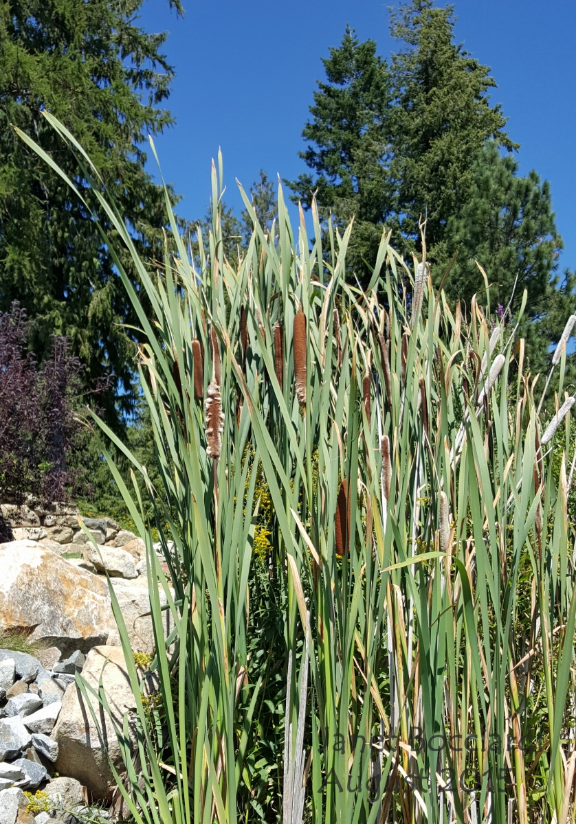 Cattails