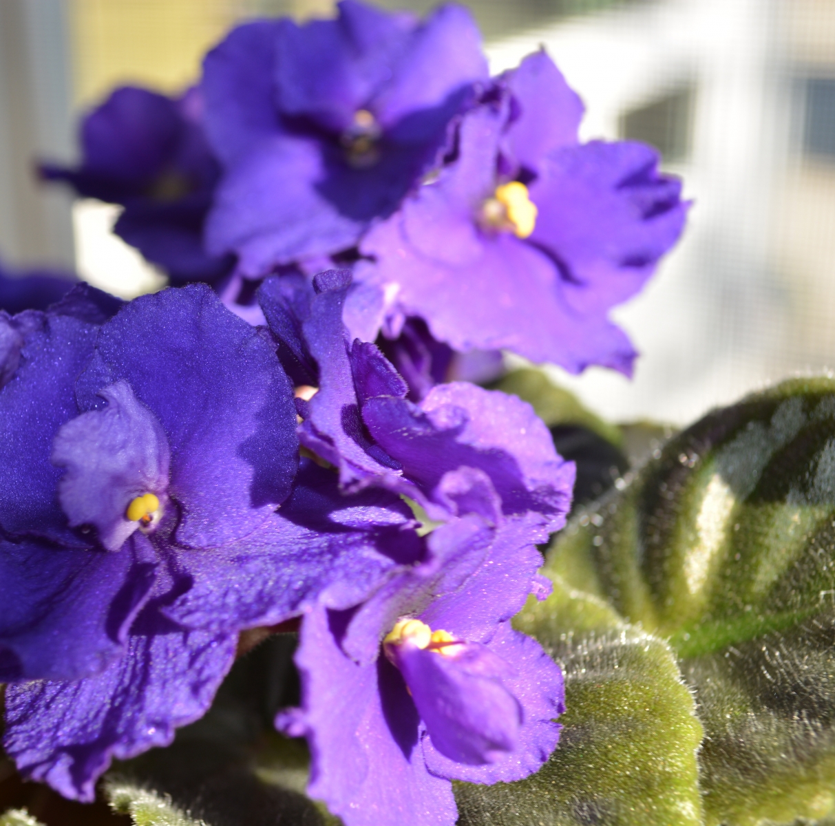 Purple African Violet