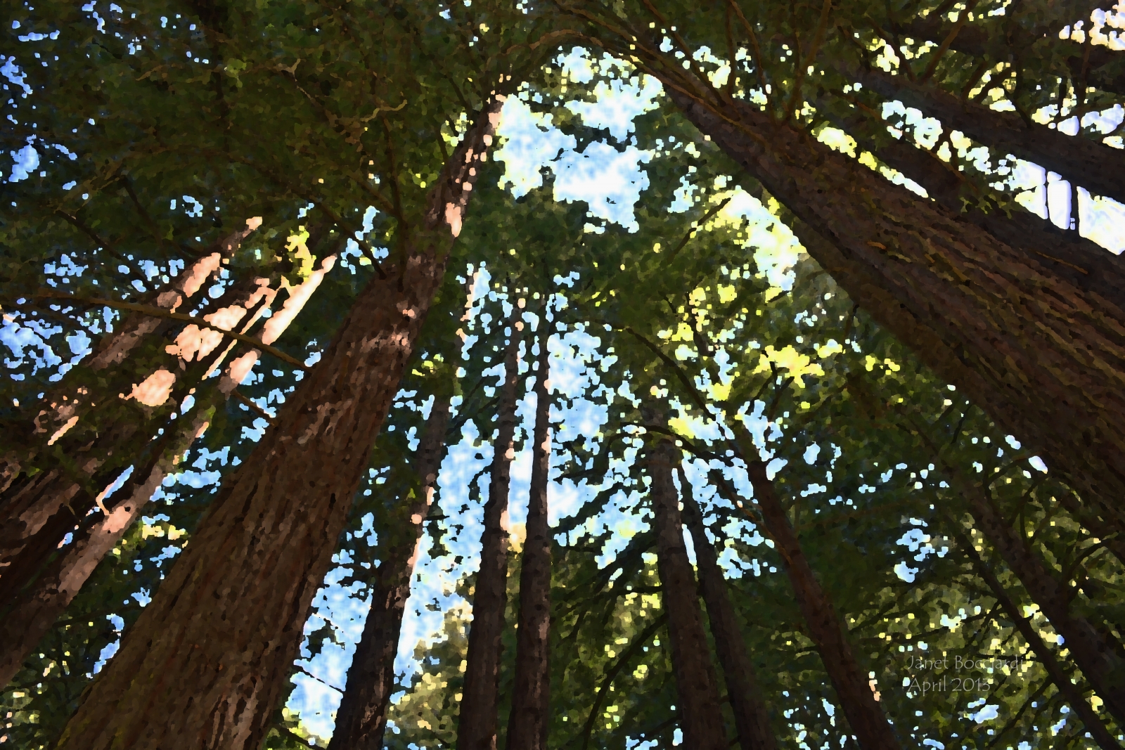 Redwood Cathedral