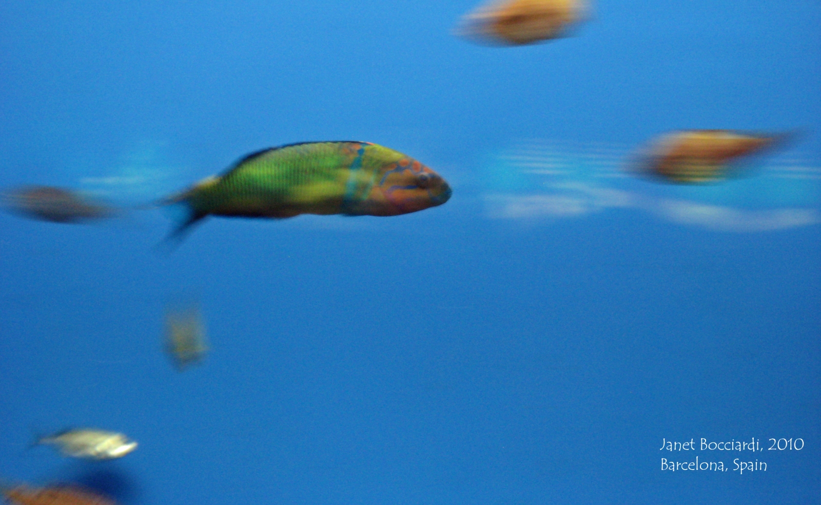 Colorful Fish, Barcelona Aquarium, Spain