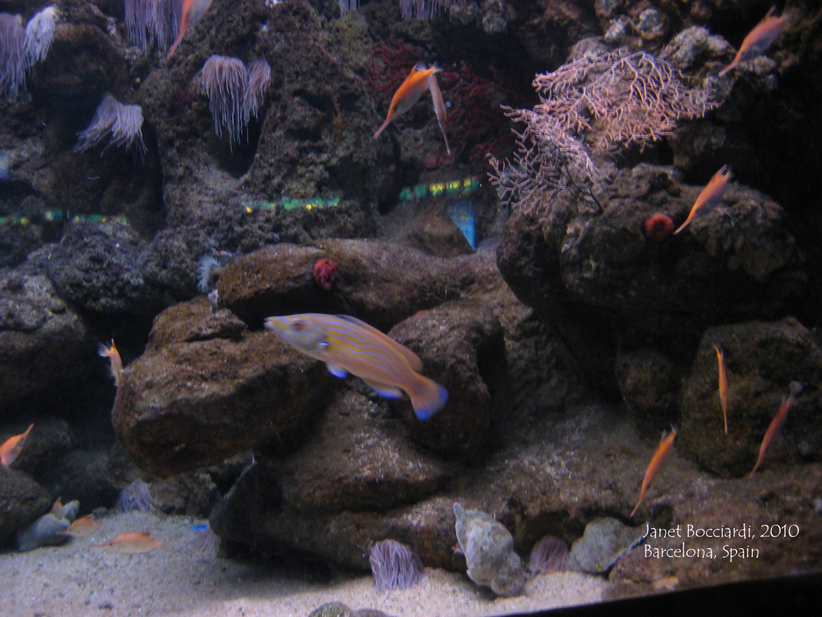 Colorful Fish, Barcelona Aquarium, Spain