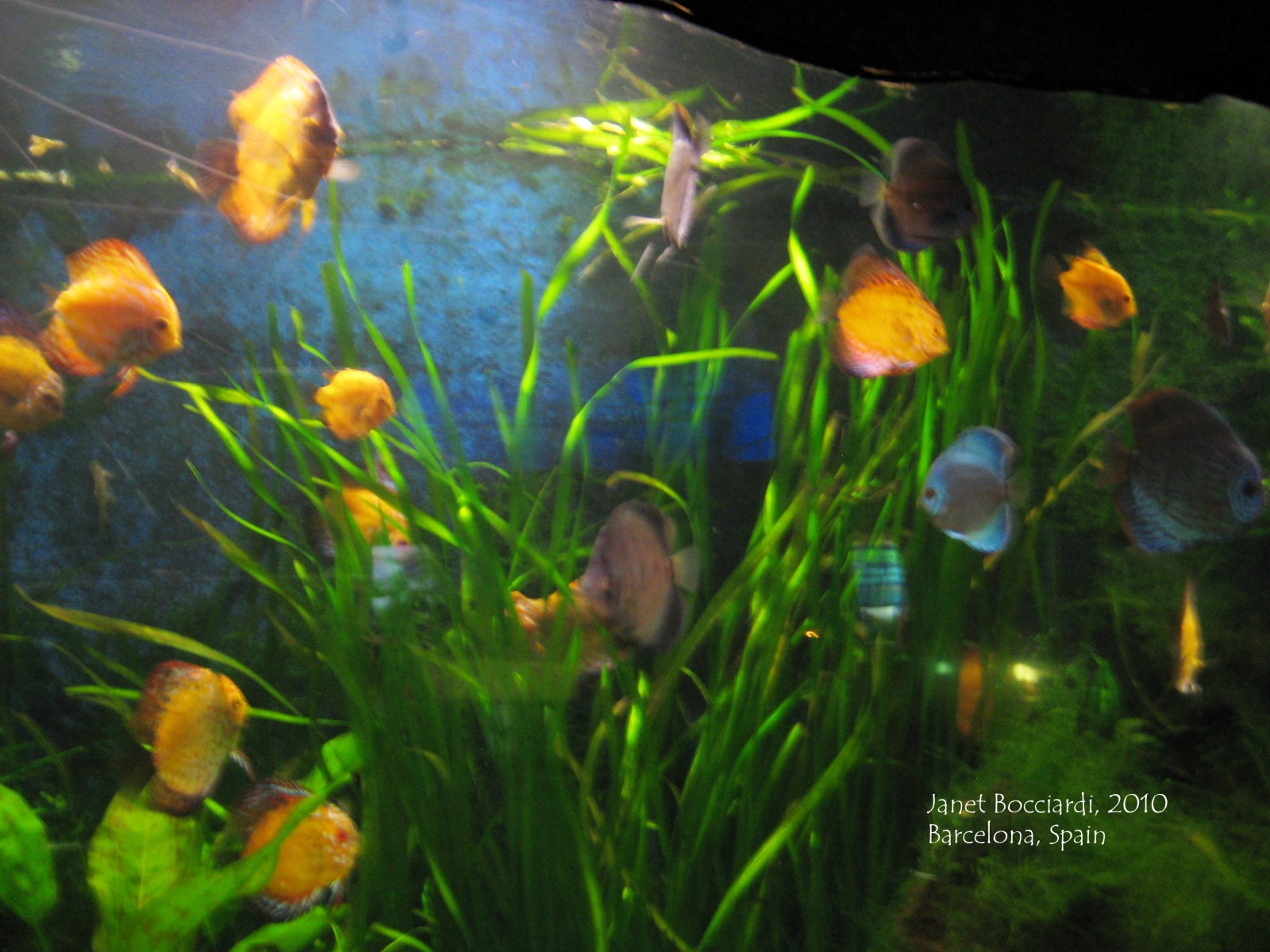 Colorful Fish, Barcelona Aquarium, Spain