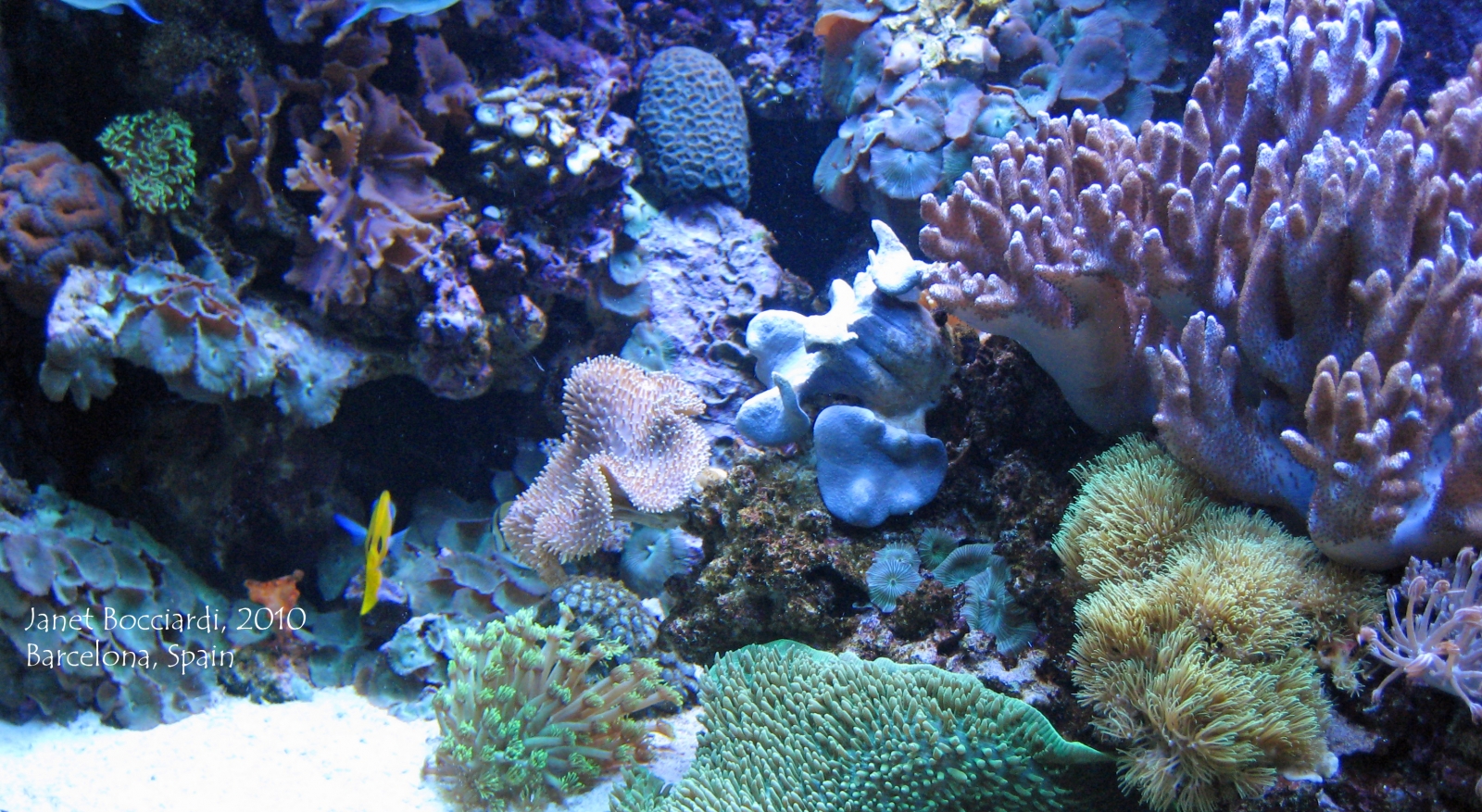 Ocean plants, Barcelona Aquarium