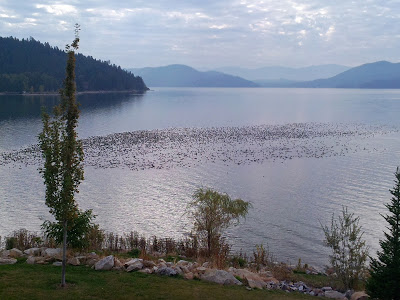 Coots on Lake Pend Oreille