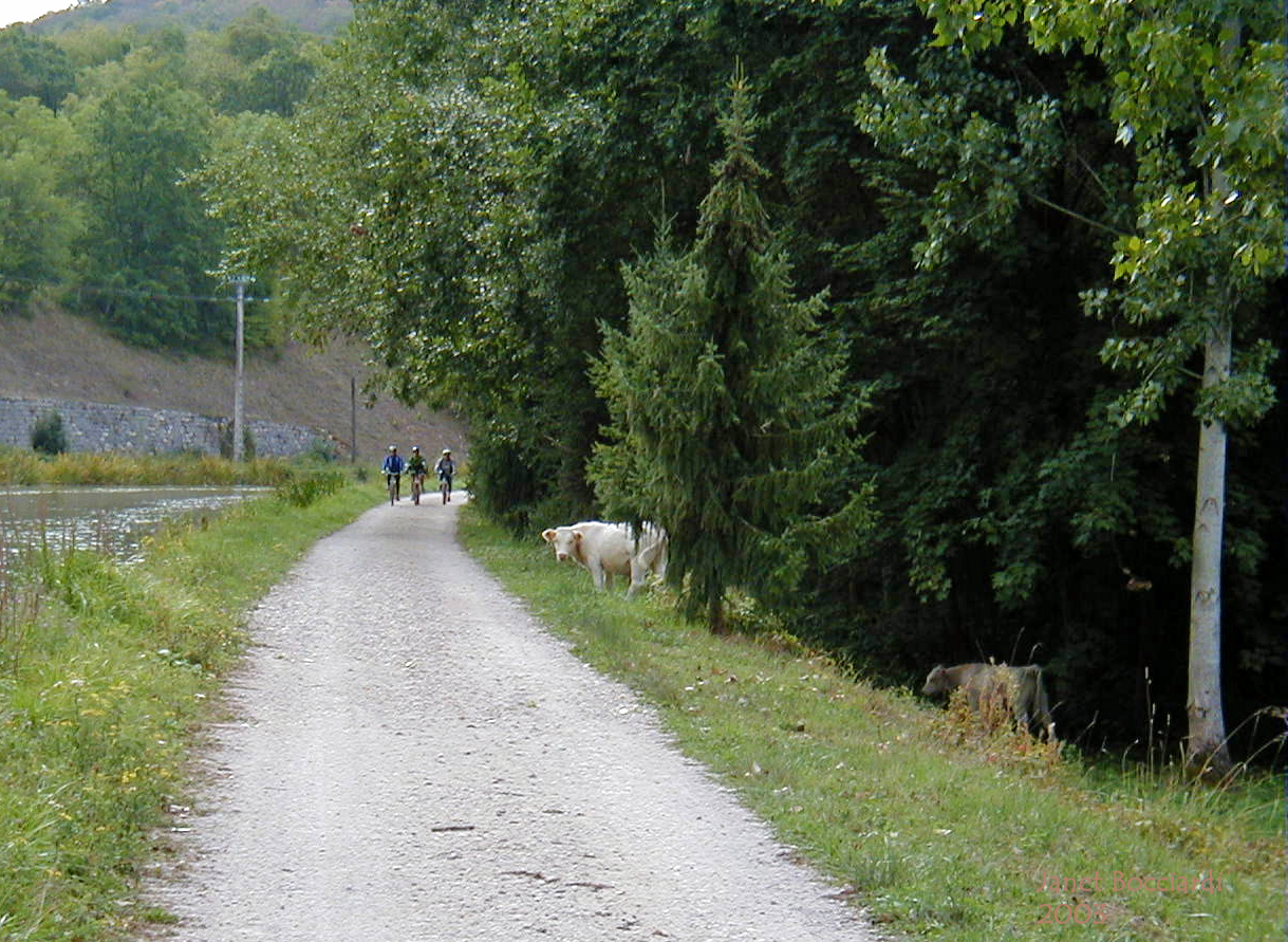Cows and bicyclists along tow path of Canal de Bourgogne
