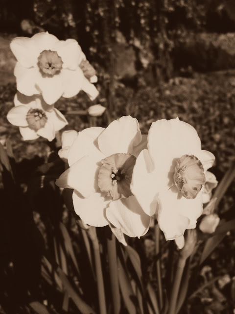 Daffodil in dag type