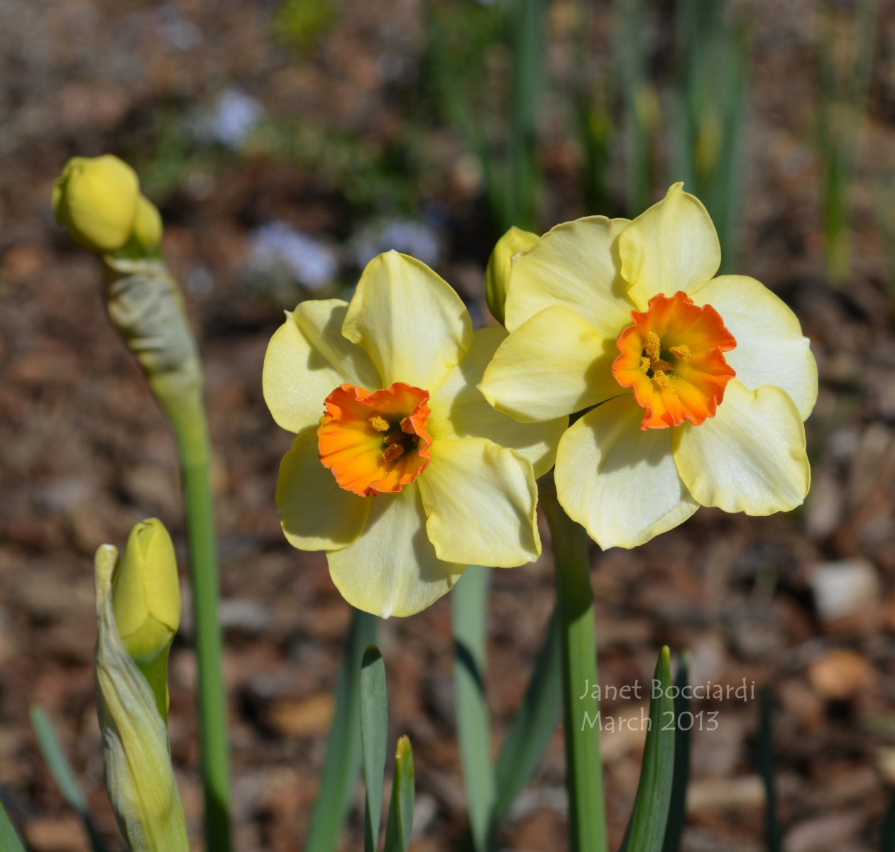 daffodils