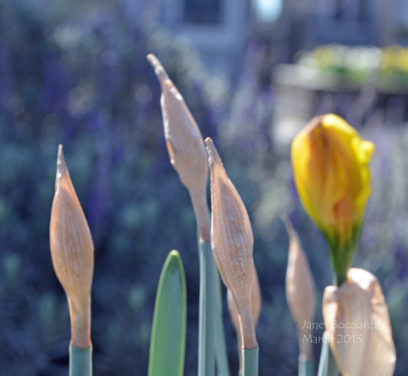Daffodils almost ready to bloom.
