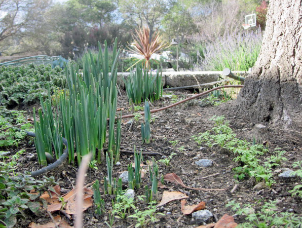 Daffodils just coming up