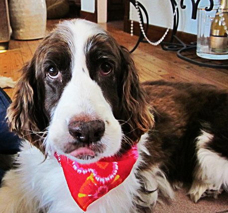 Daisy sending kisses on Valentine's Day 2013