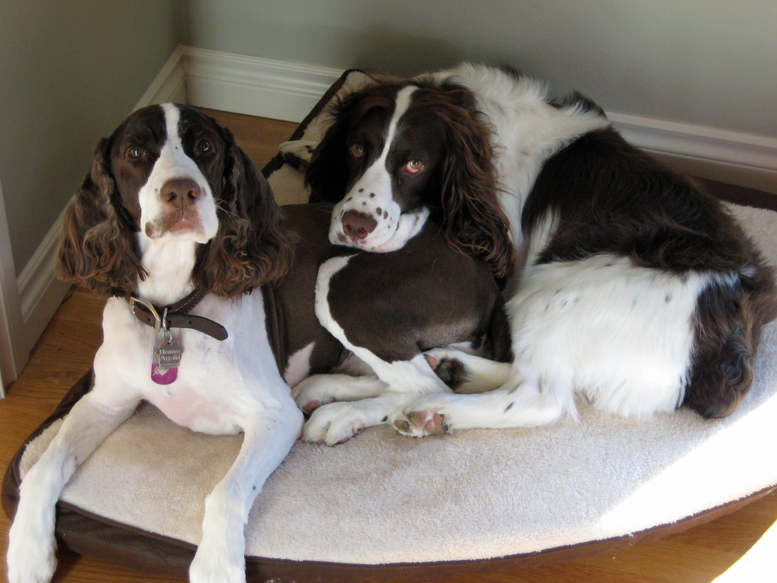 English Springer Spaniels cuddling