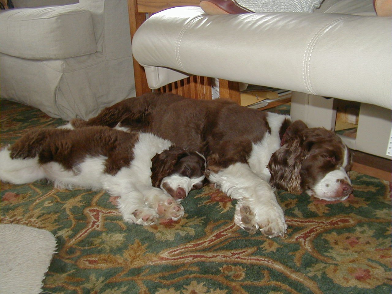 English Springer Spaniels puppy and older dog sleeping