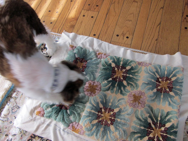 Daisy and rug