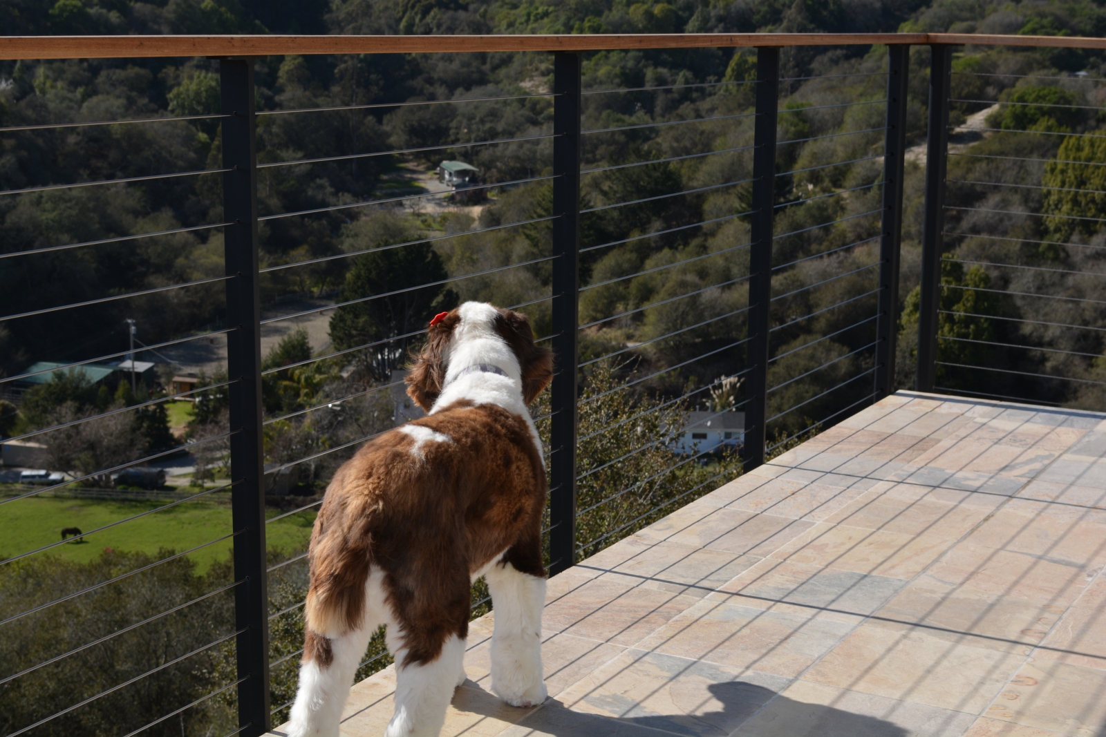Springer Spaniel looking out over valley.