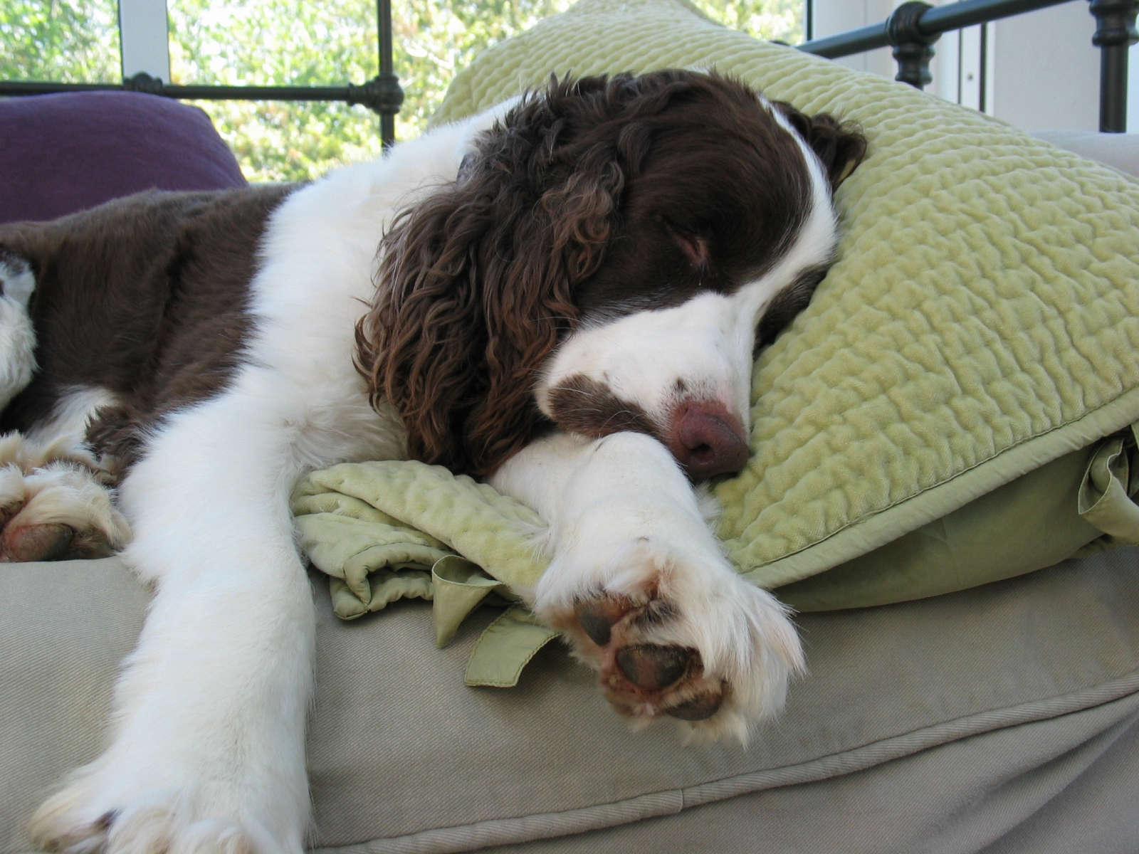 My Springer Spaniel sleeping in the sun room.