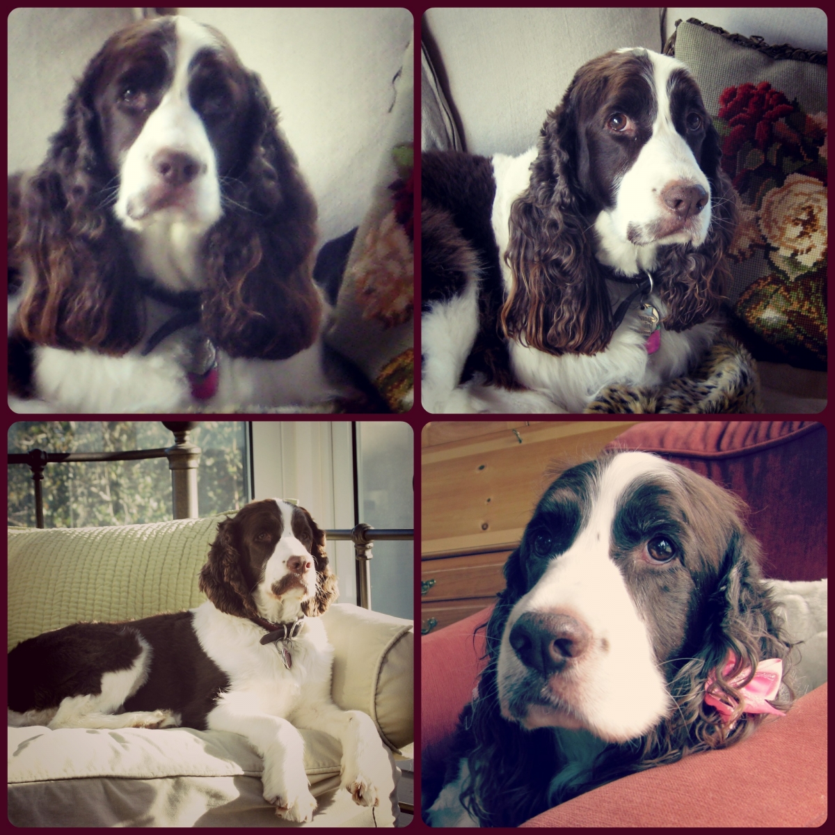 Collage of my Daisy, Springer Spaniel