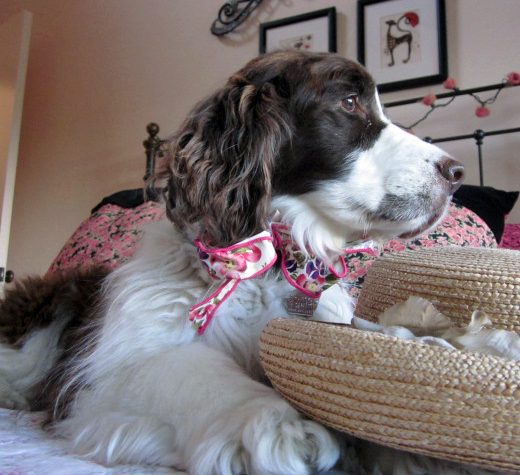 English Springer Spaniel photo shoot