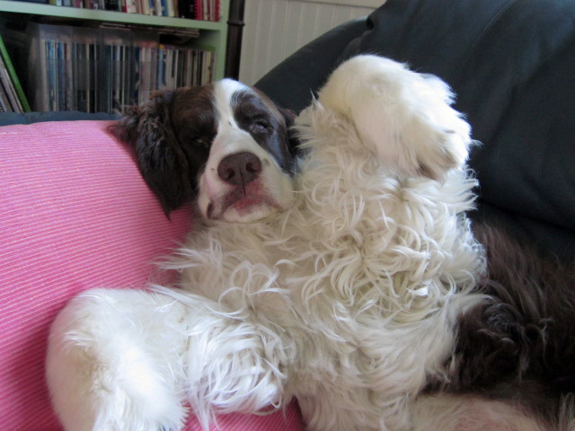 English Springer Spaniel wanting belly rub