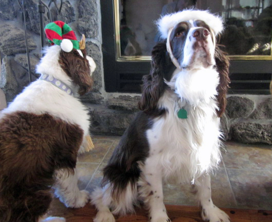 English Springer Spaniels Christmas photo