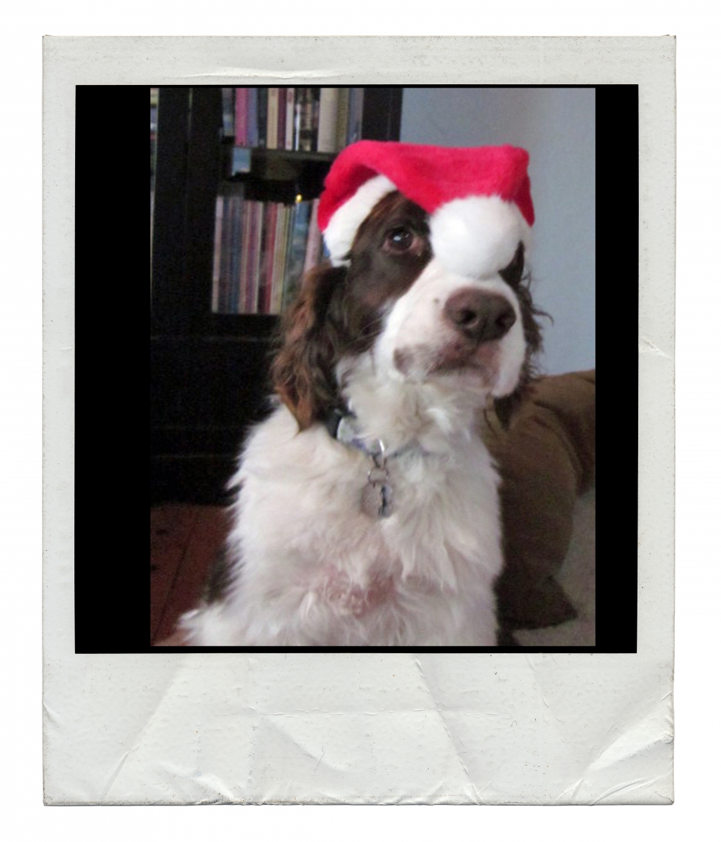 English Springer Spaniel Christmas card outtakes