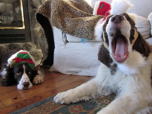 English Springer Spaniel holiday card