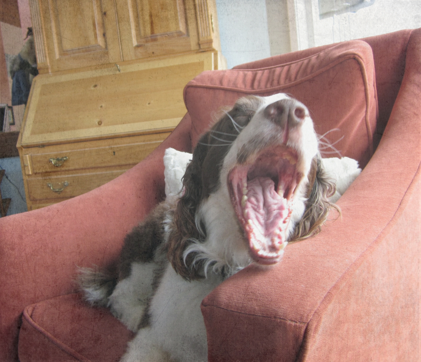 English Springer Spaniel yawning