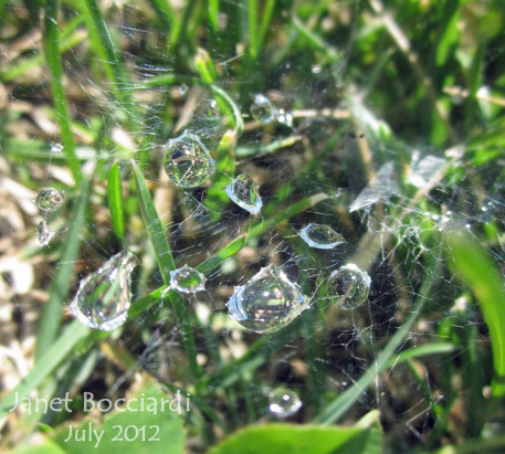 Spider web with dew in grass - macro shot